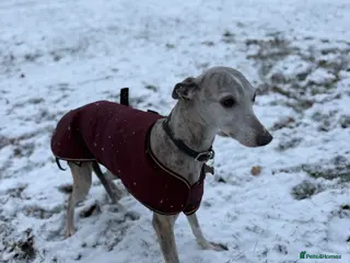 Whippet dogs Female whippet - Advert 17