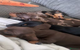 Miniature Dachshund dogs for stud: Stud Available  - Image 4