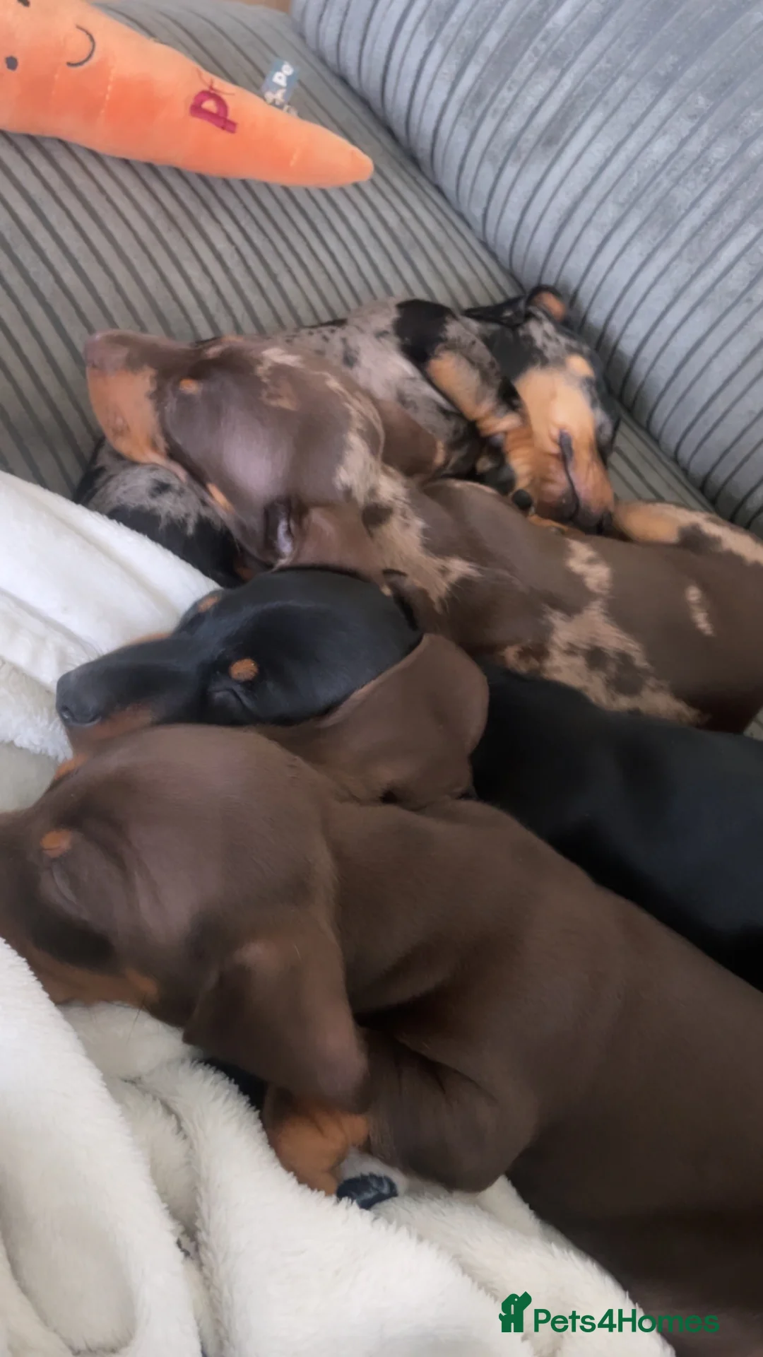 Miniature Dachshund dogs for stud: Stud Available  - Advert 3