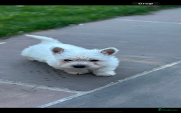 West Highland Terrier dogs for sale: West highland terrier puppies - Image 11