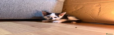 Korat Kitten 5