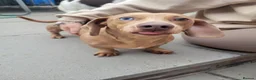 Miniature Dachshund dogs for sale: Beautiful Minature Dachsund's for sale - Advert 21