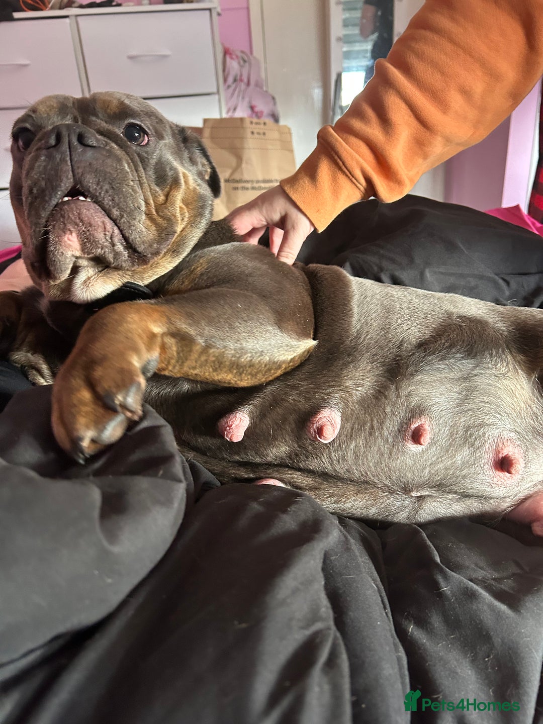 Olde English Bulldogge dogs for sale: Olde English bulldog pups - Advert 15