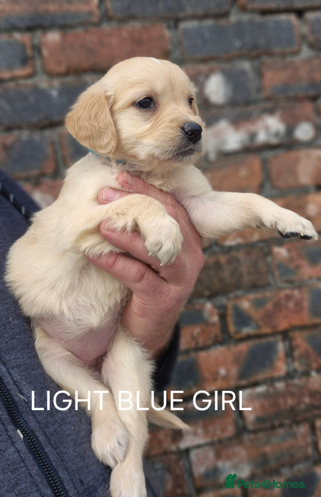 Golden Retriever dogs for sale: KC GOLDEN RETRIEVER PUPPIES HEALTH TESTED PARENTS  - Image 26