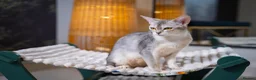 Abyssinian cats for sale: Buddy-Silver Abyssinian boy-Available-TOP quality - Advert 24