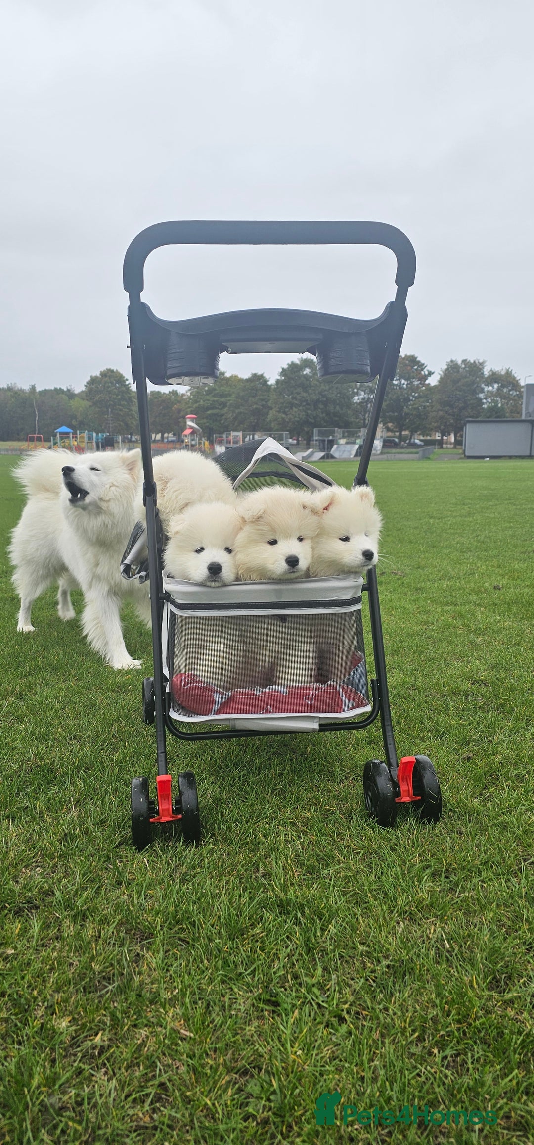 Samoyed dogs for sale: Last Boy samoyed  - Image 9
