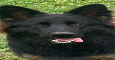 German Shepherd dogs - Advert 4
