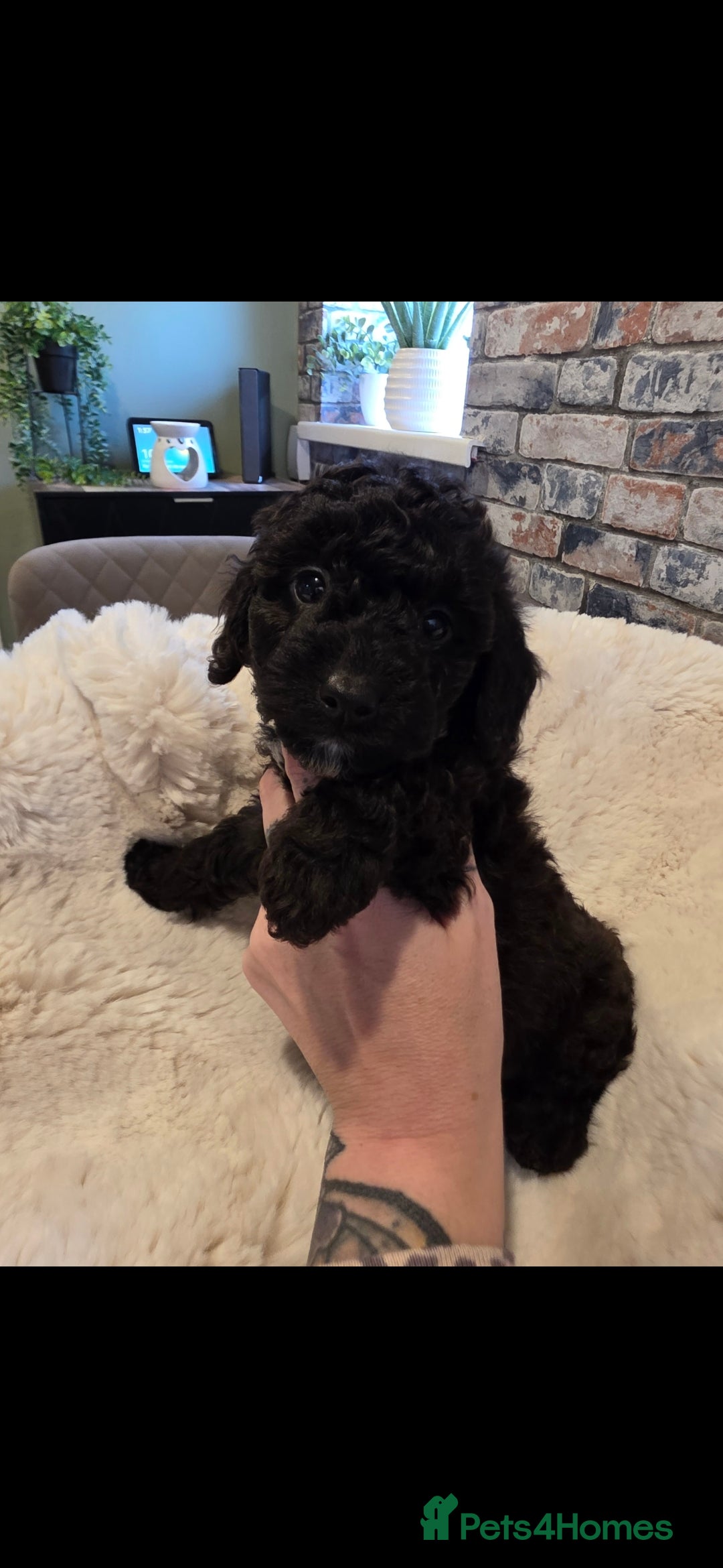 Cockapoo dogs for sale: F1b toy cockapoo puppies ready 3/11/25 - Image 7