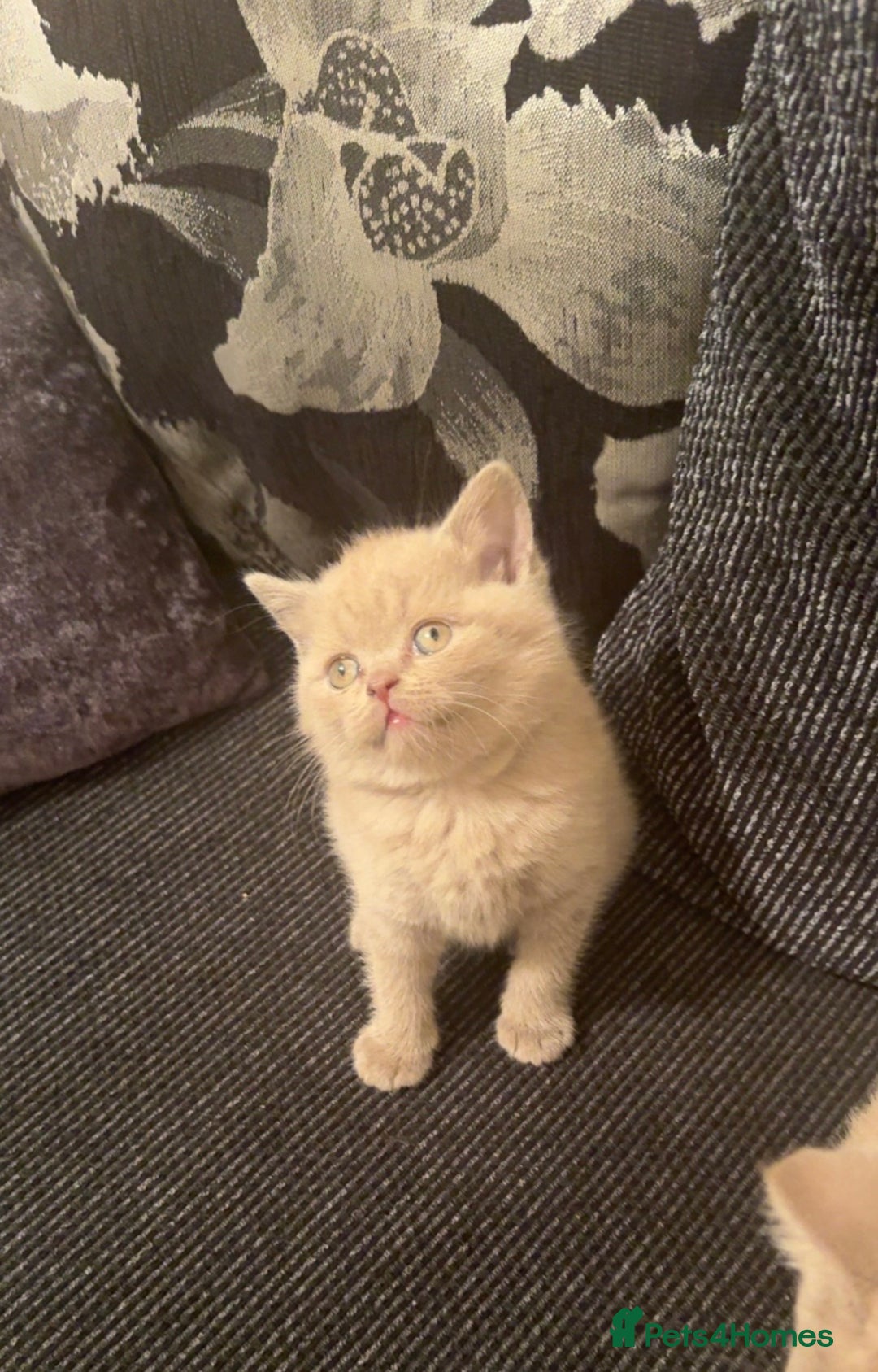 British Shorthair cats for sale: Lovely British shorthair Kitten  - Advert 4