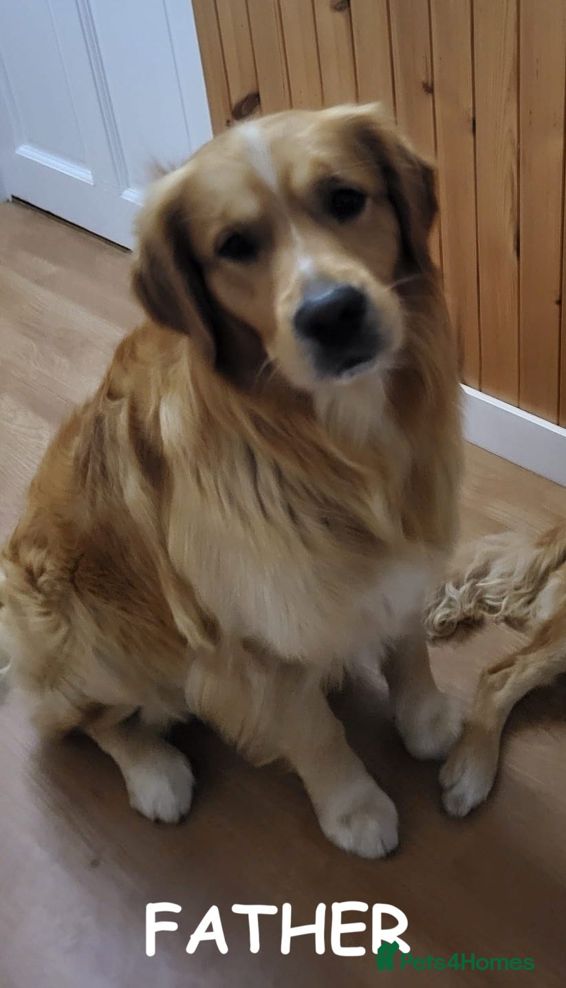Golden Retriever dogs for sale: KC Registered 0/0 score Puppies 3 Females 2 Males - Advert 6