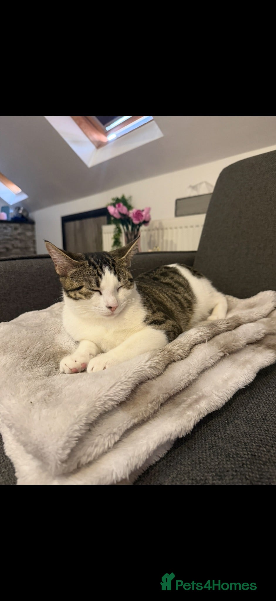 British Shorthair cats Gorgeous Tabby Female Kitten - Advert 1
