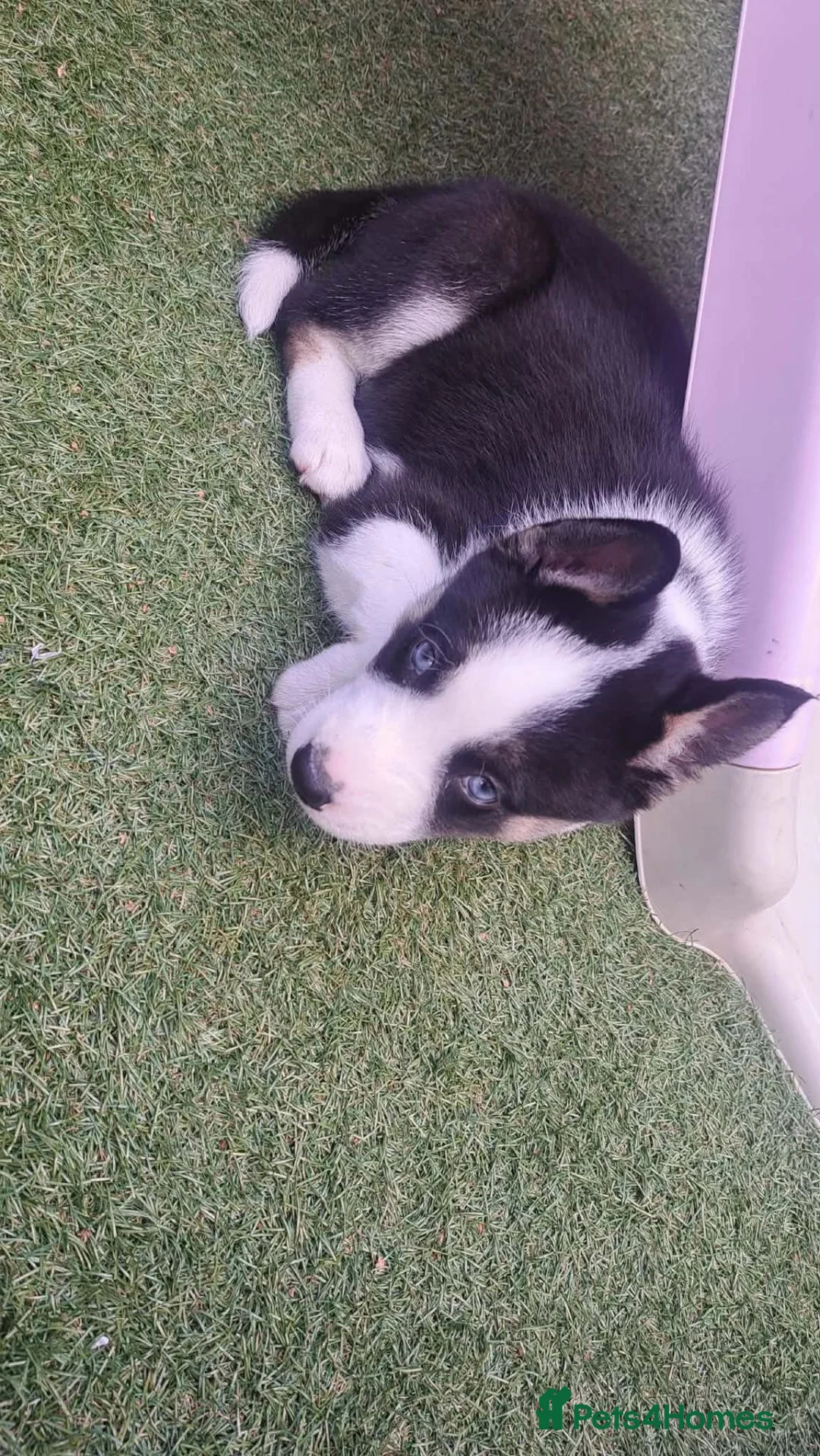 Mixed Breed dogs for sale: Dolly in Thetford - Advert 2