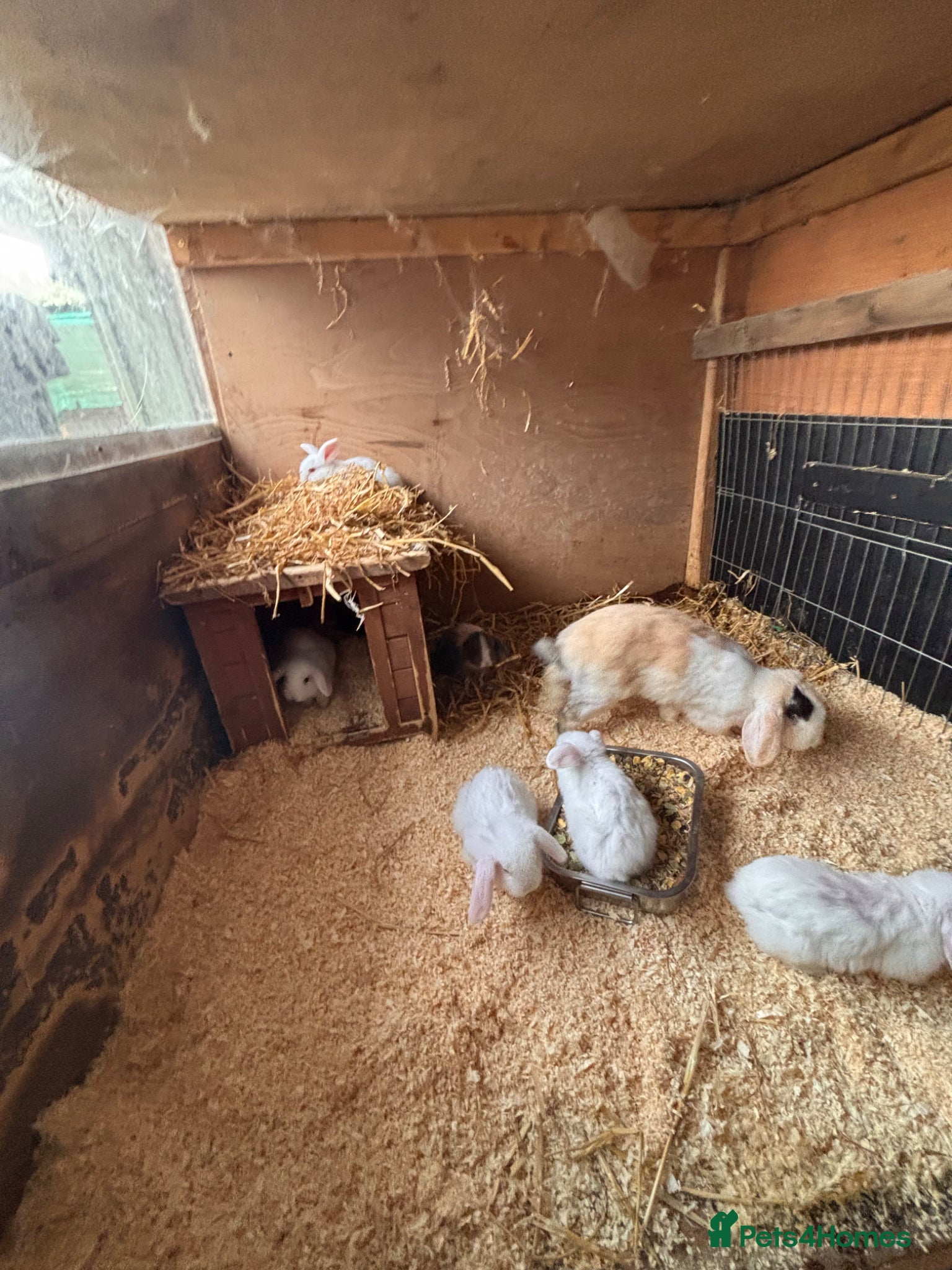 Mini Lop rabbits for sale: 8 beautiful baby’s rabbit  - Advert 4