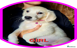Golden Retriever dogs for sale: Golden retriever puppies KC REGISTERED  - Image 3