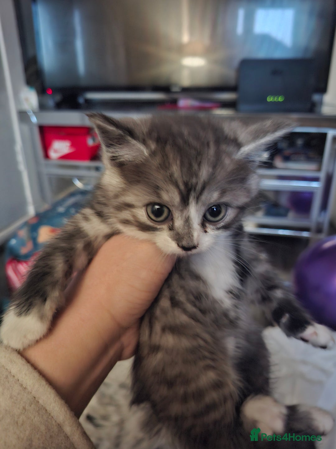 Mixed Breed cats for sale: 5 kittens - Image 2