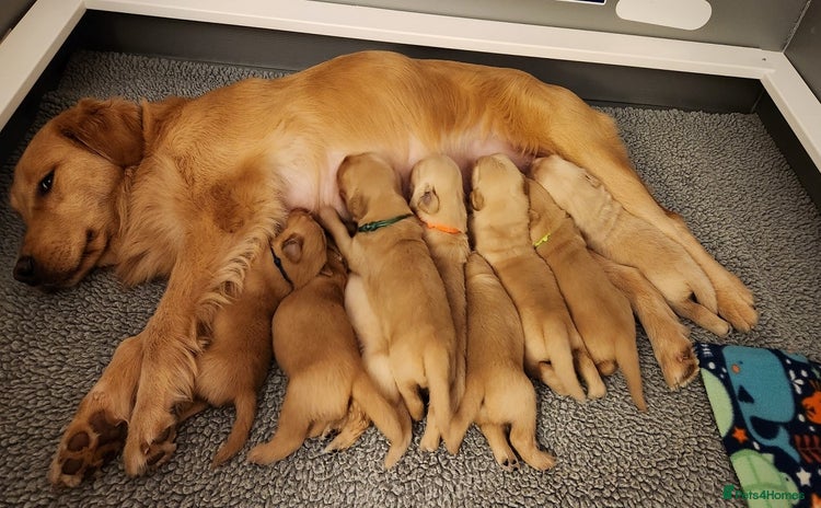 Golden Retriever dogs * 8 puppies left * - Advert 2