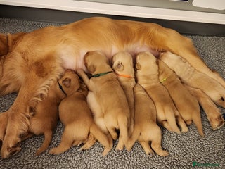 Golden Retriever dogs * 8 puppies left * - Advert 6