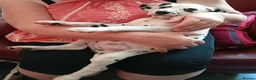 Dalmatian dogs for sale: Beautiful Purebred Black-Spotted Dalmatian Puppies - Advert 2