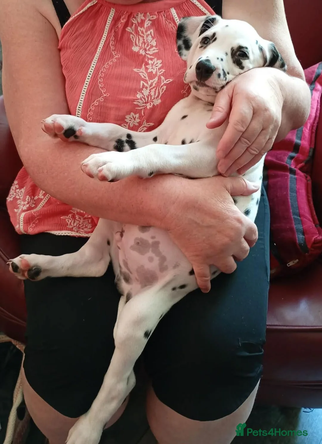 Dalmatian dogs for sale: Beautiful Purebred Black-Spotted Dalmatian Puppies - Advert 2