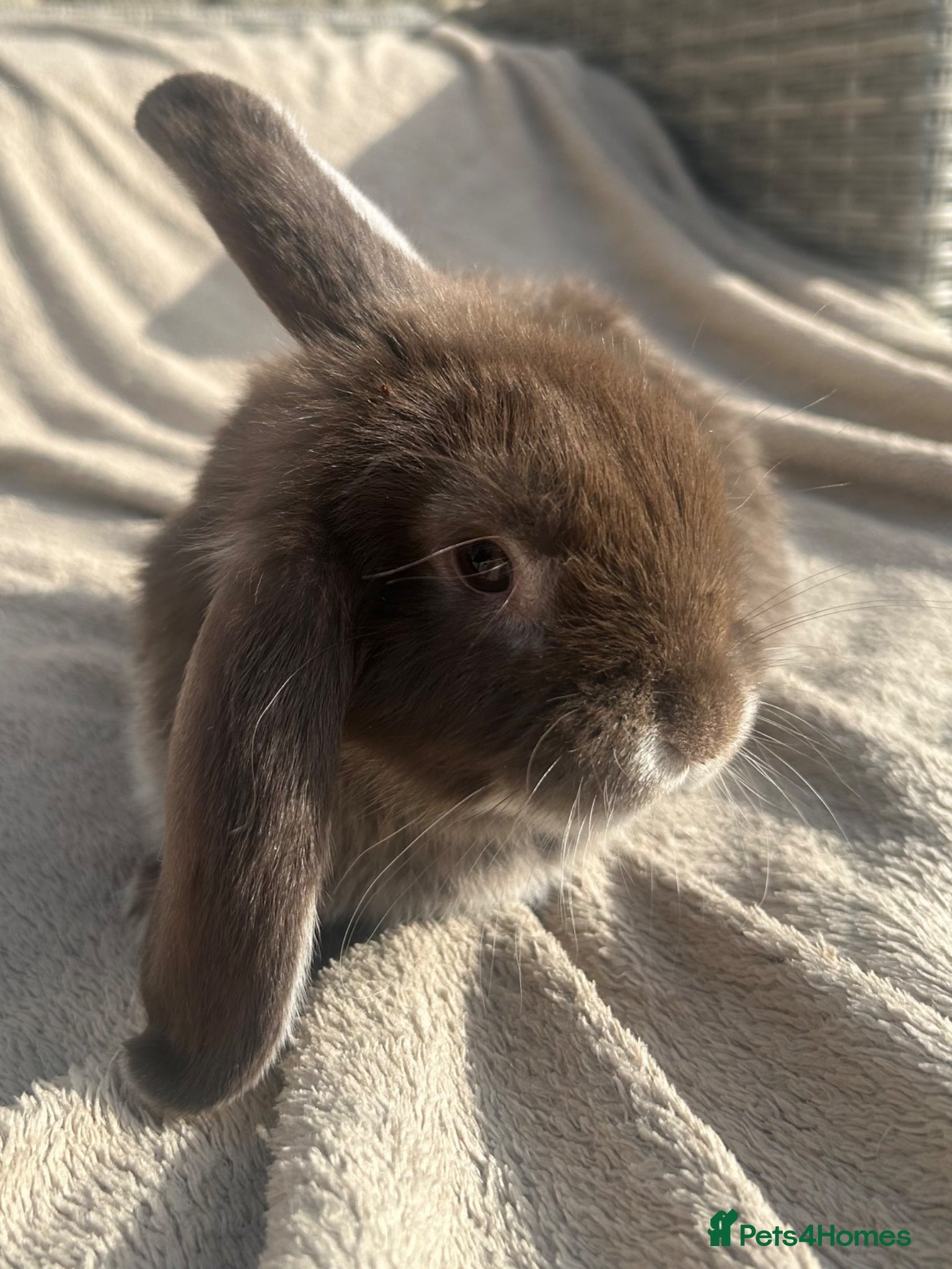 Mini Lop rabbits Beautiful mini lop rabbits  - Advert 5