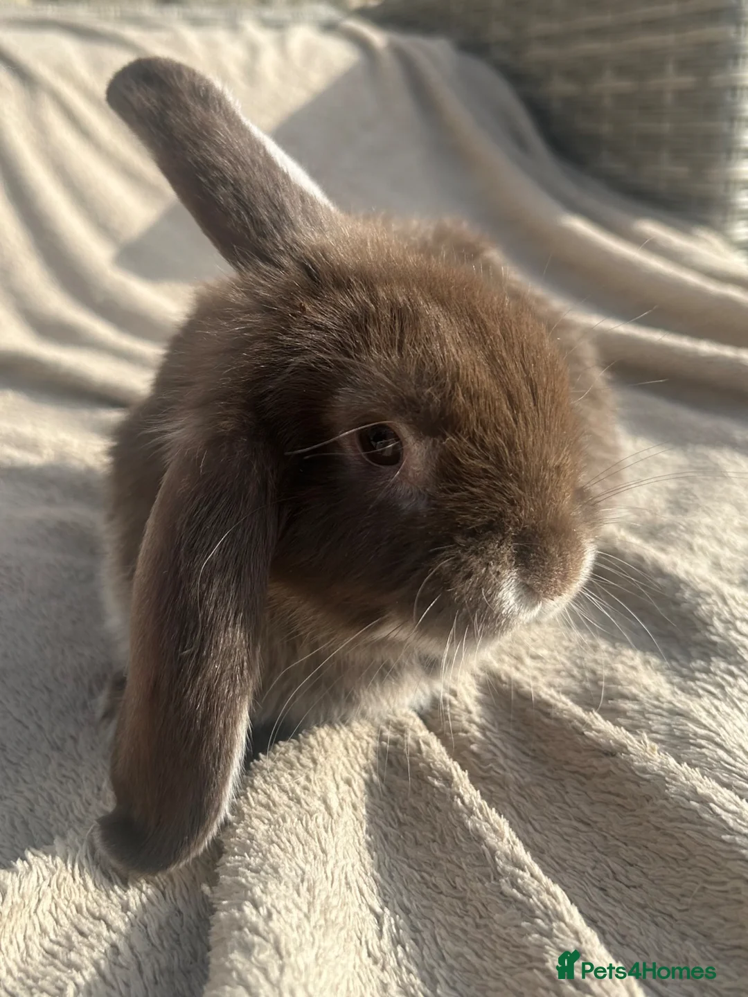 Mini Lop rabbits for sale: Beautiful mini lop rabbits  - Advert 1