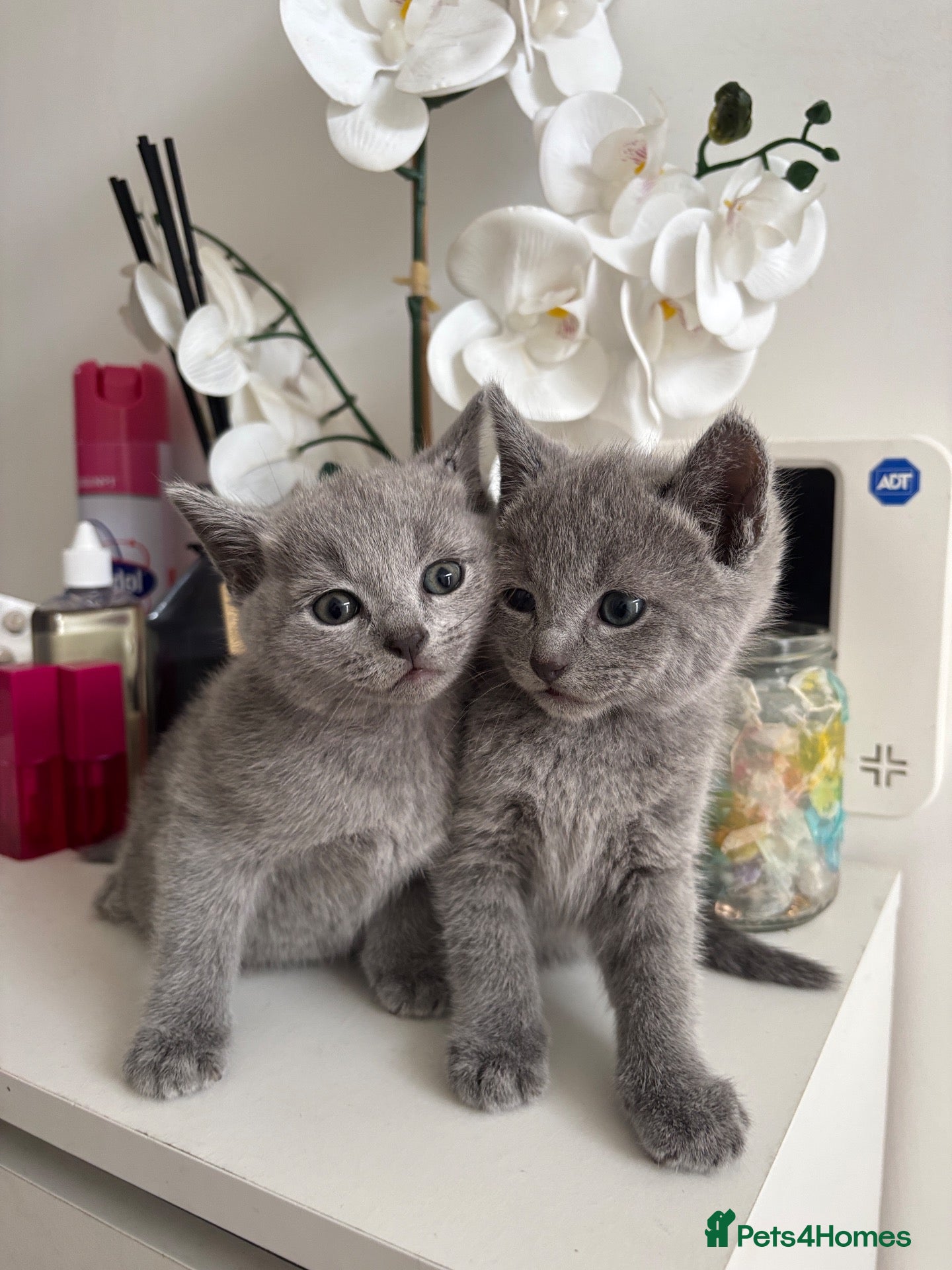 Russian Blue cats  PEDIGREE RUSSIAN BLUE KITTENS 🐱 LAST 2 GIRLS  - Advert 2