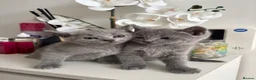 Russian Blue cats for sale: TOP PEDIGREE RUSSIAN BLUE KITTENS 🐱 - Advert 12
