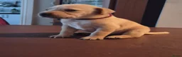Labrador Retriever dogs for sale: Labrador puppies - Advert 9