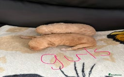 Poochon dogs for sale: Poochon puppies  - Image 6