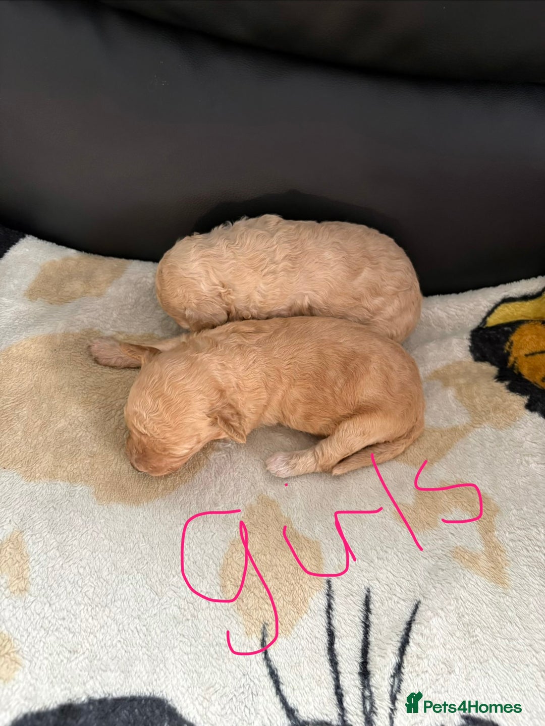 Poochon dogs for sale: Poochon puppies  - Image 6