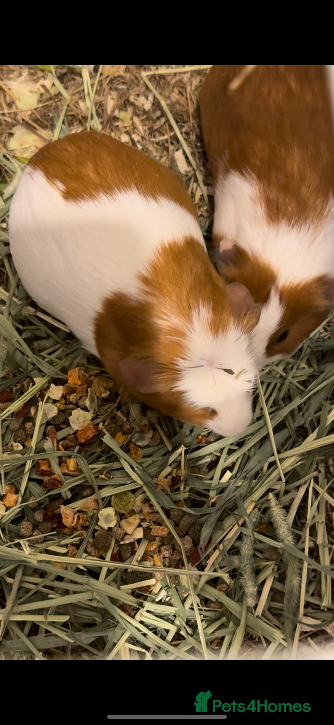 Guinea Pig rodents for sale: Guinea pigs for sale - Image 3