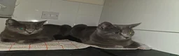 Chartreux cats for sale: Female chartreux kitten in Nottingham - Advert 5