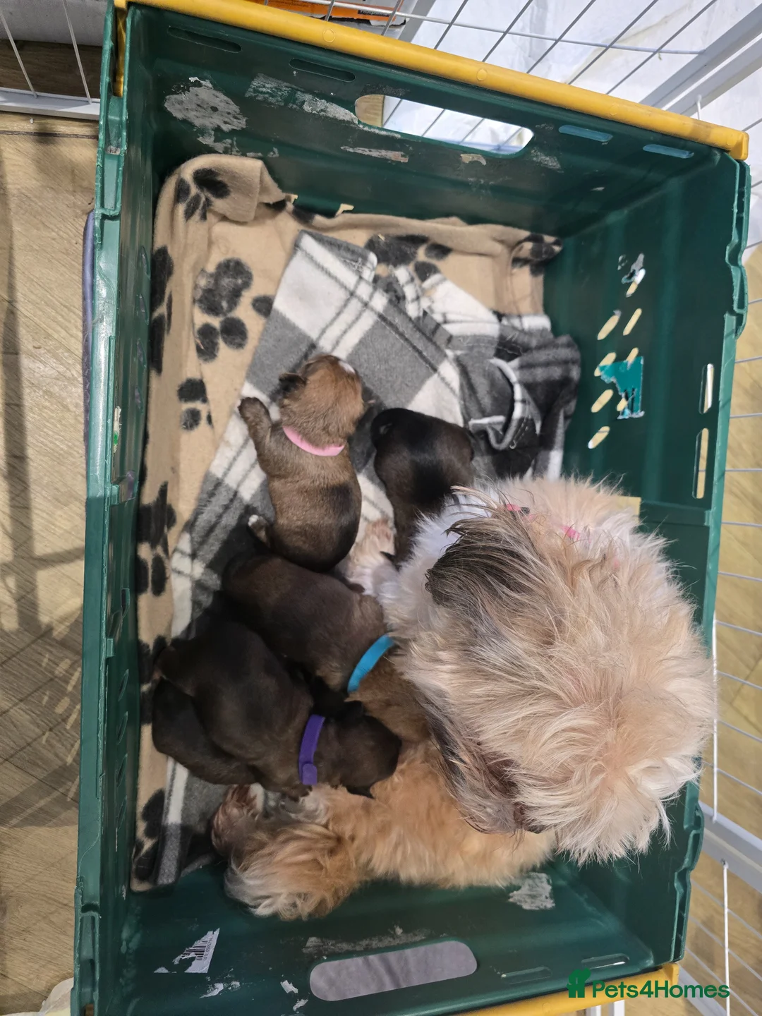 Shorkie dogs for sale: Shorkie puppies  - Advert 2