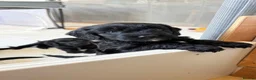 Cockapoo dogs for sale: 2 F1B Cockerpoos available - 1 boy, 1 girl ❤️ - Advert 4