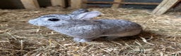 Netherland Dwarf rabbits for sale: Netherland dwarf rabbit  - Advert 1