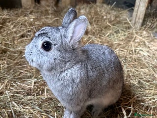 Netherland Dwarf rabbits Netherland dwarf rabbit - Advert 1