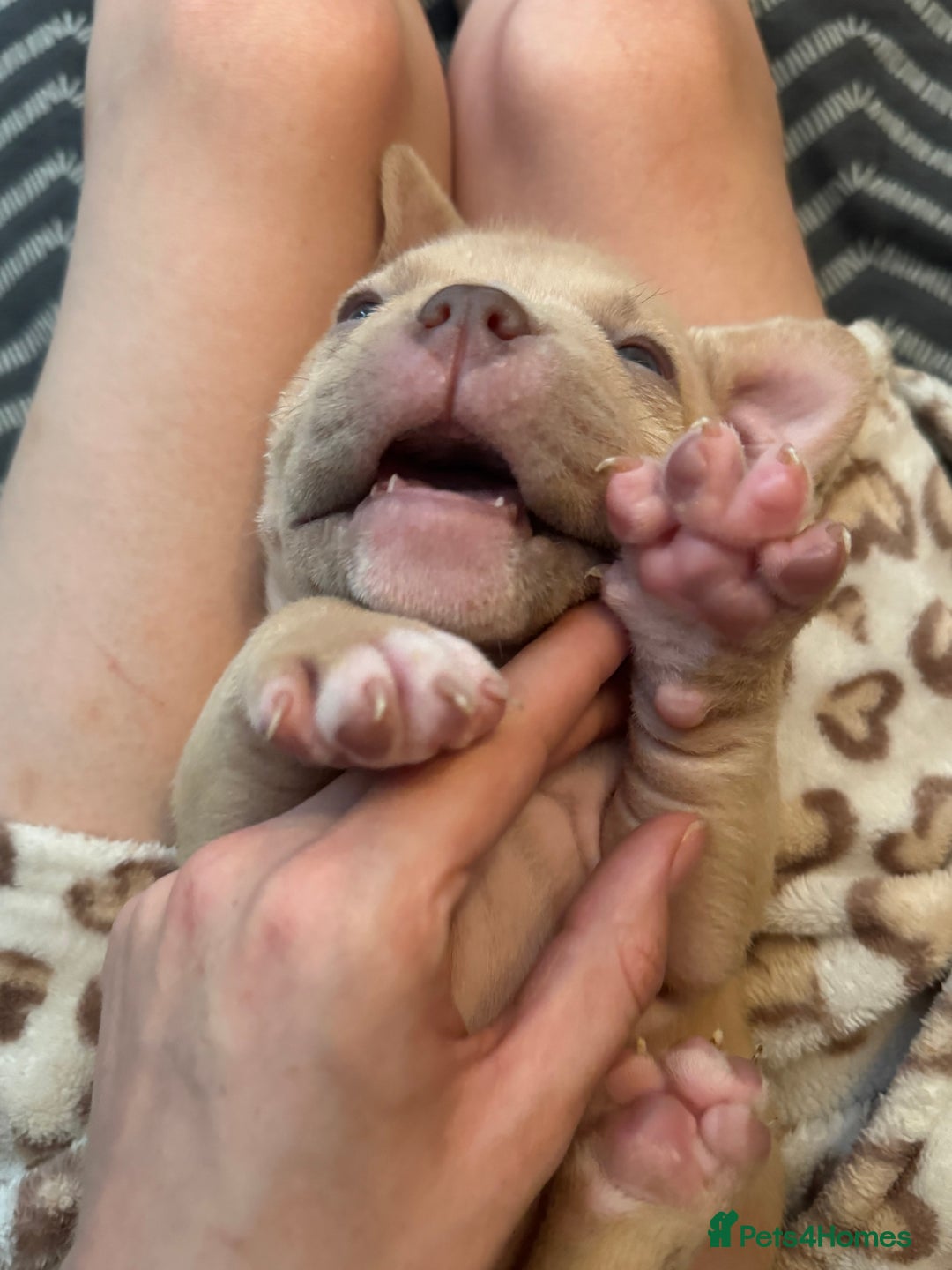 American Bully dogs for sale: Pocket bully female GREAT bloodline READY to leave - Image 24