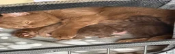 British Shorthair cats for sale: British shorthair cinnamon brown Kittens  - Advert 10