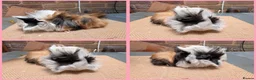 Guinea Pig rodents for sale: 5 Baby Girl Guinea Pigs - Advert 3