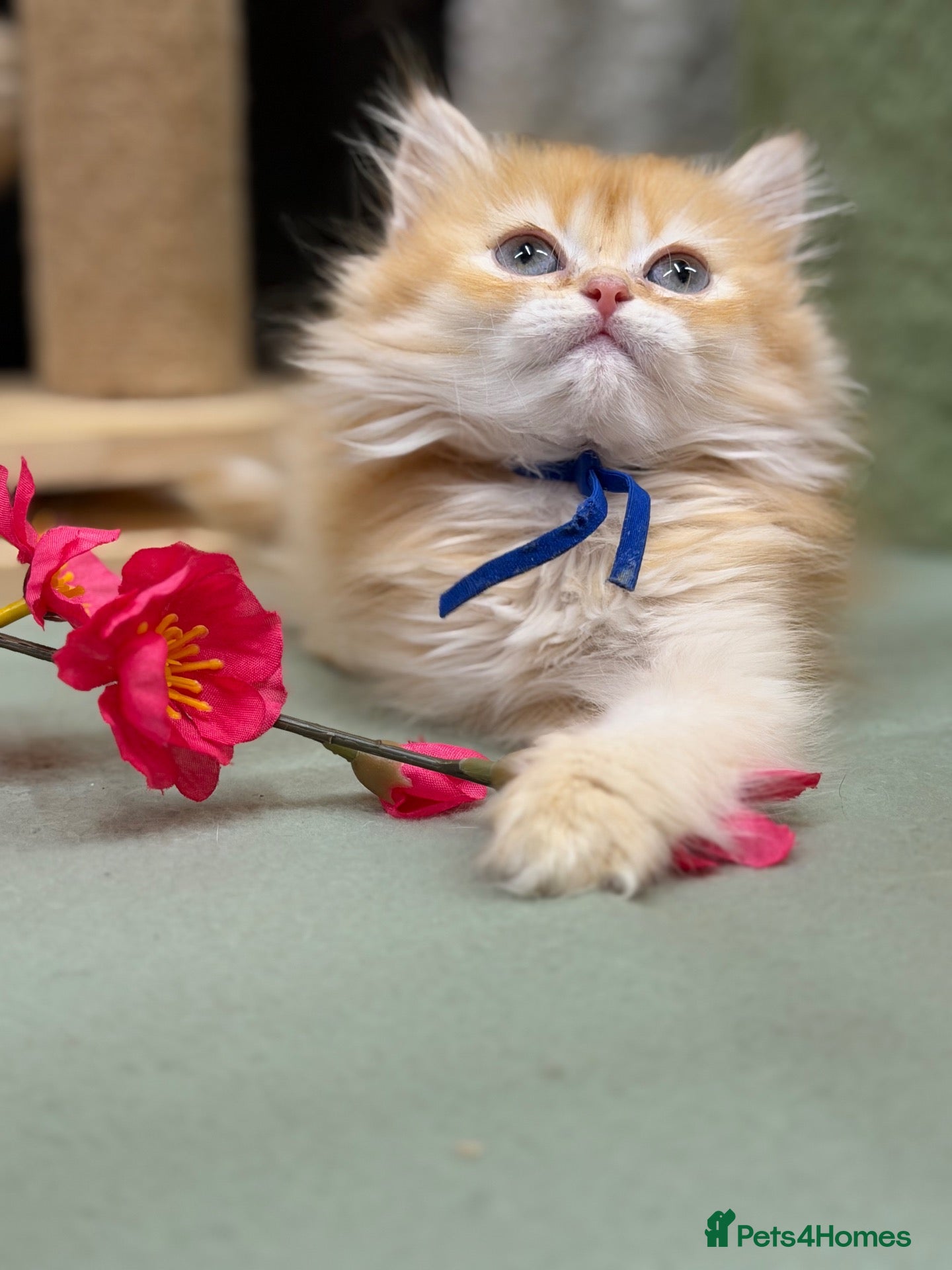 British Longhair cats British short/longhair odd/blue eyed kittens  - Advert 14