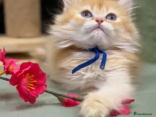 British Longhair cats British short/longhair odd/blue eyed kittens - Advert 14