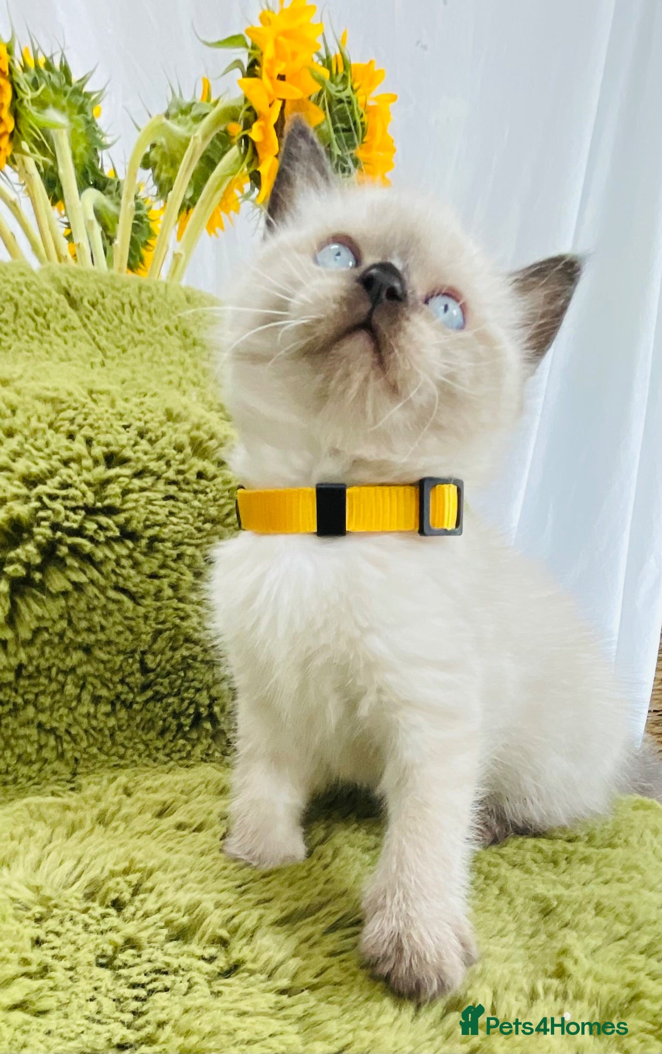 Himalayan cats Super friendly himalayan kittens ready to go - Advert 1