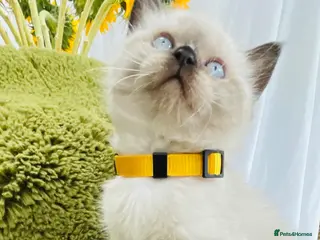 Himalayan cats Super friendly himalayan kittens ready to go - Advert 5
