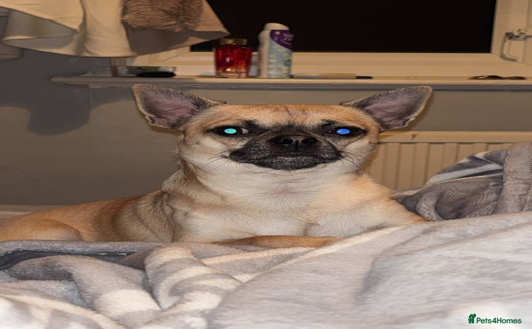 Chihuahua dogs - Advert 9