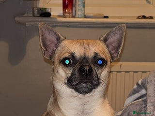 Chihuahua dogs - Advert 14