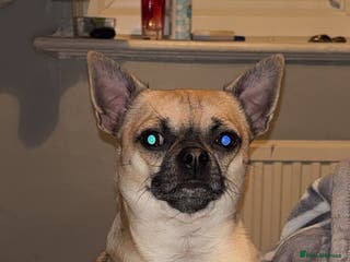 Chihuahua dogs Beautiful short haired chihuahua ready for stud.. - Advert 20