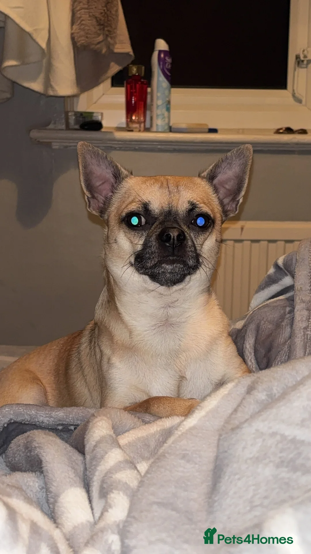 Chihuahua dogs for stud: Beautiful short haired chihuahua ready for stud..  - Advert 1