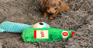 Miniature Dachshund dogs - Advert 15