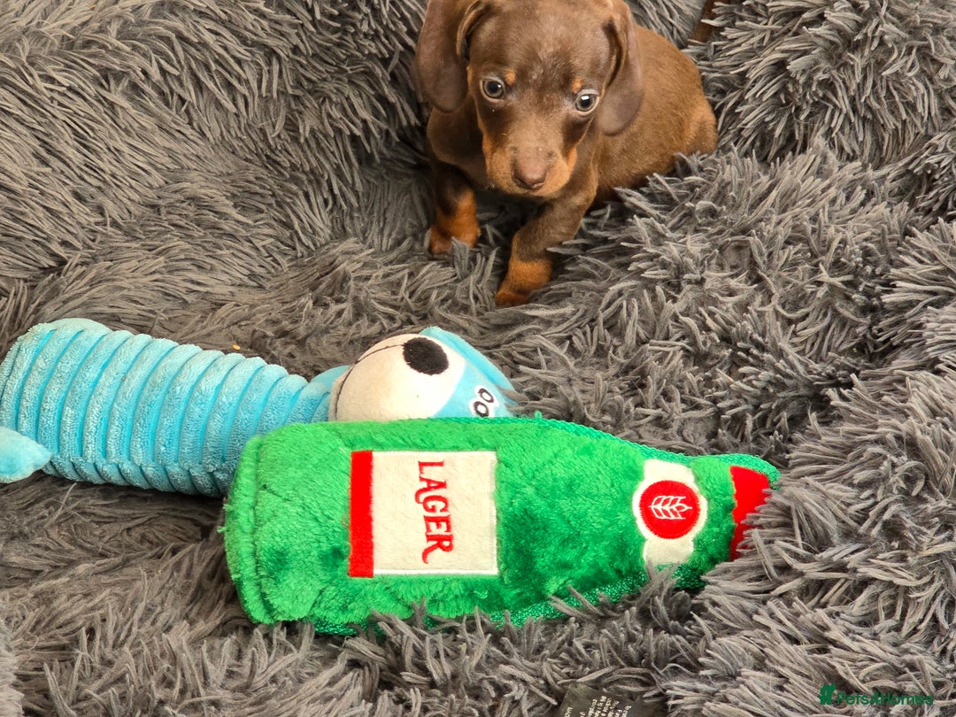Miniature Dachshund dogs for sale: Miniature dachshunds puppys  - Image 3