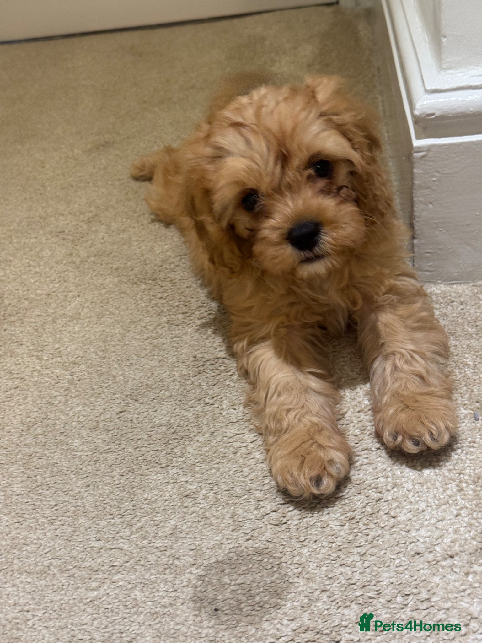 Cavapoo dogs Stunning F1 toy cavapoos  - Advert 2